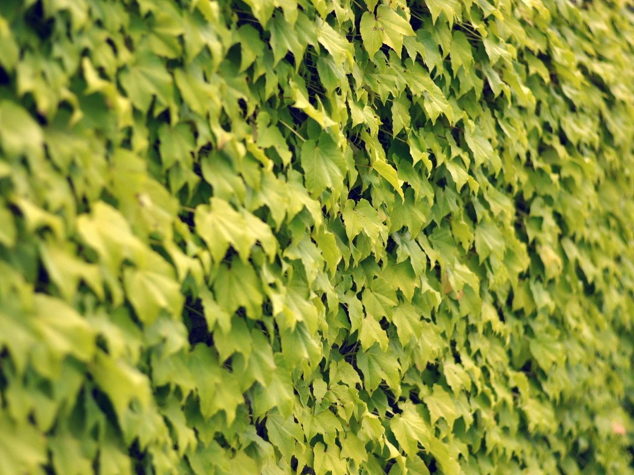 Обои текстура, листья, стена, texture, leaves, wall разрешение 1920x1200 Загрузить