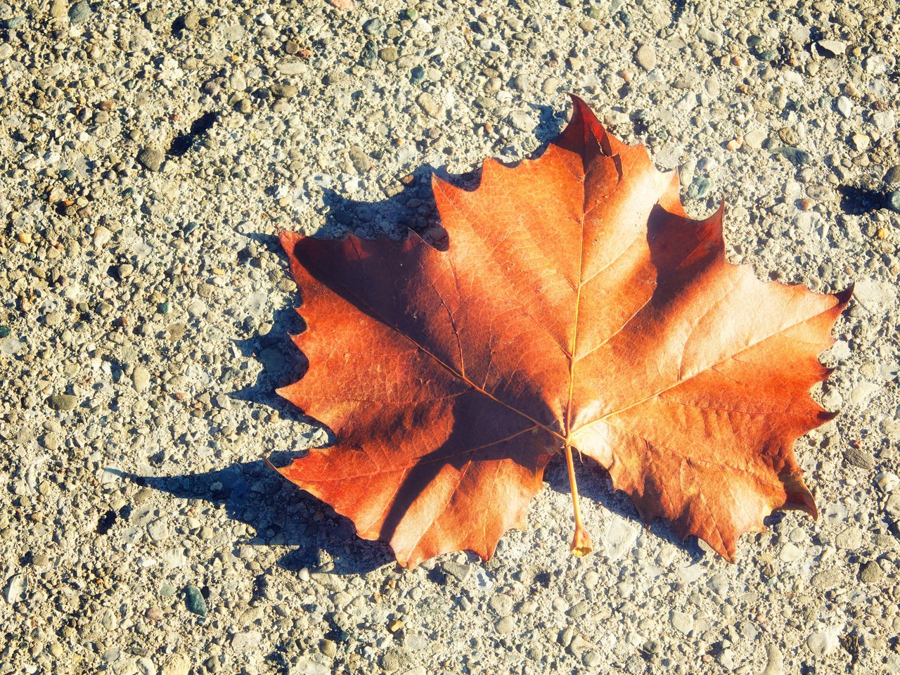 Обои листок, осень, лист, клен, leaf, autumn, sheet, maple разрешение 2048x1365 Загрузить
