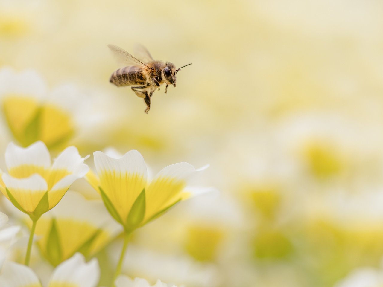 Обои цветы, макро, насекомое, пчела, flowers, macro, insect, bee разрешение 4150x2767 Загрузить