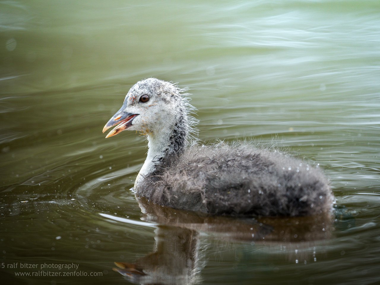 Обои вода, птица, ralf bitzer, water, bird разрешение 2048x1365 Загрузить