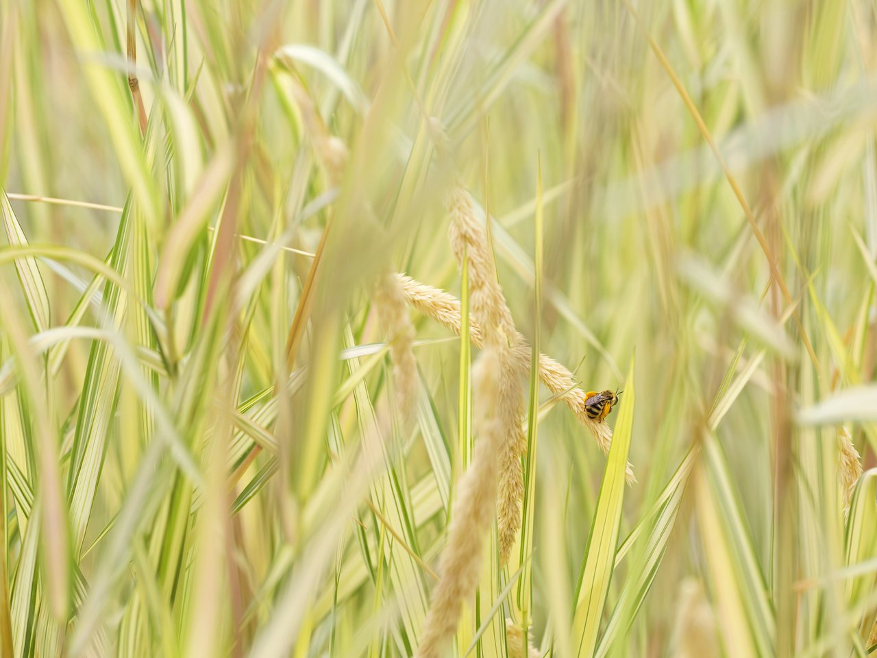 Обои трава, насекомое, колоски, пчела, grass, insect, spikelets, bee разрешение 2048x1365 Загрузить