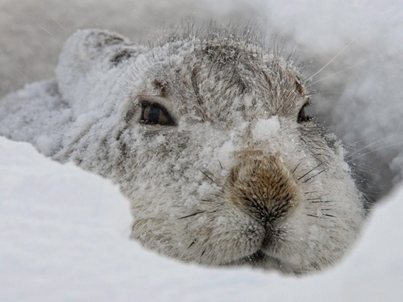 Кролик зима