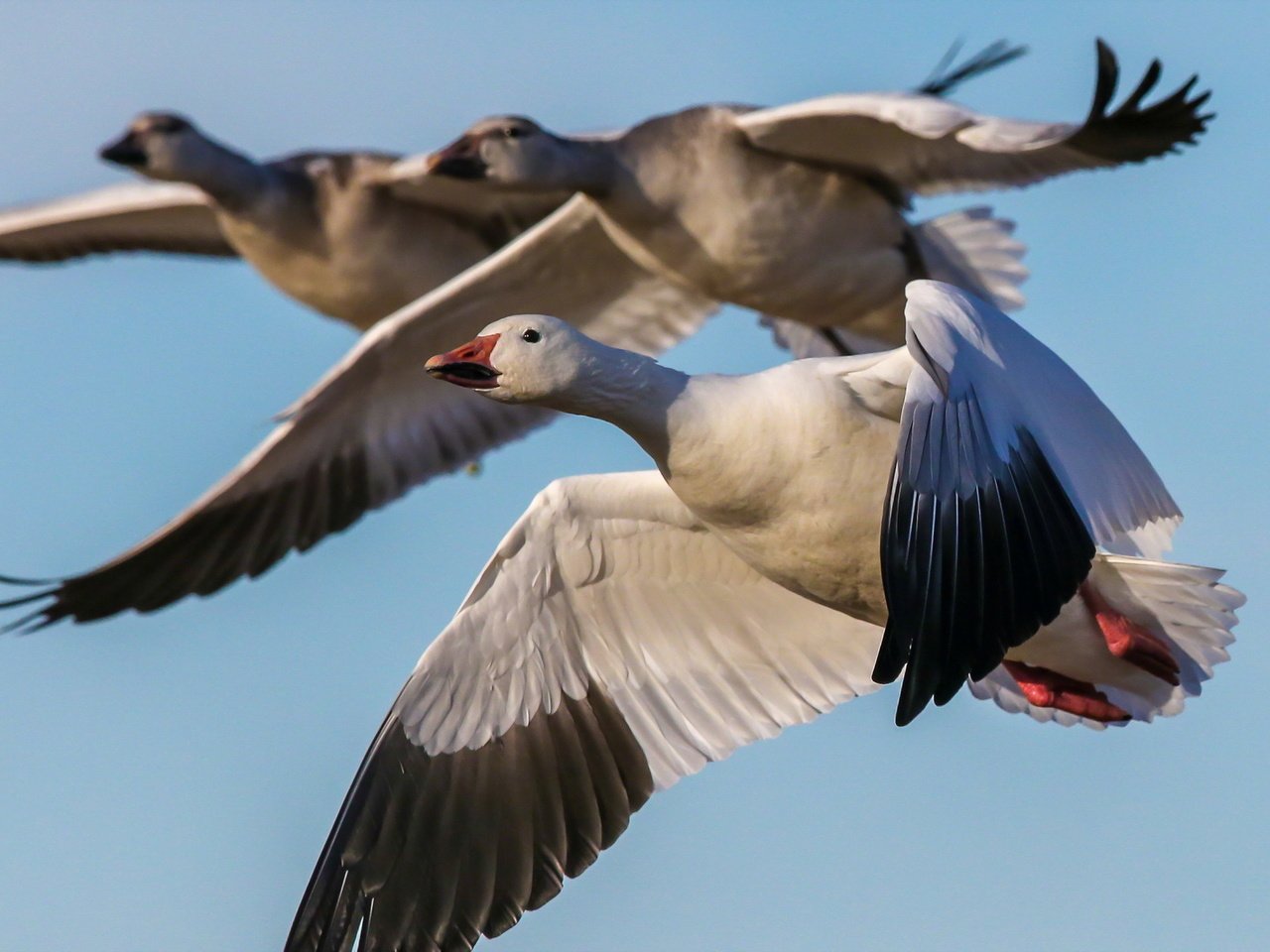 Обои полет, птицы, на природе, гуси, snow geese, пернатые, flight, birds, nature, geese разрешение 1920x1200 Загрузить