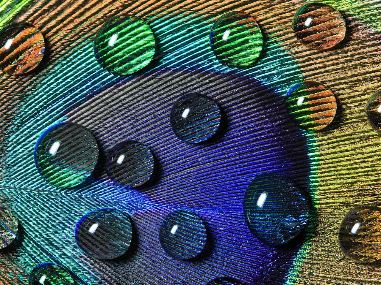 Обои вода, макро, капли, узоры, перо, павлина, water, macro, drops, patterns, pen, peacock разрешение 2880x1920 Загрузить