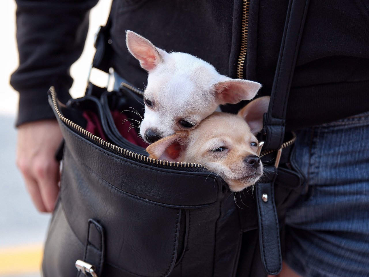 Обои парочка, собаки, сумка, чихуахуа, мордашки, переезд, a couple, dogs, bag, chihuahua, faces, moving разрешение 2048x1365 Загрузить