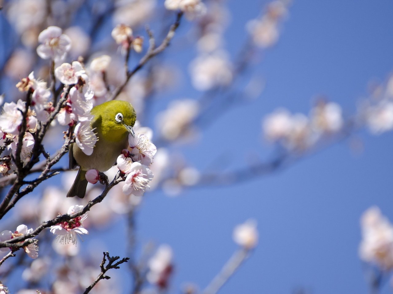 Обои дерево, птица, весна, белоглазка, tree, bird, spring, white-eyed разрешение 2048x1356 Загрузить