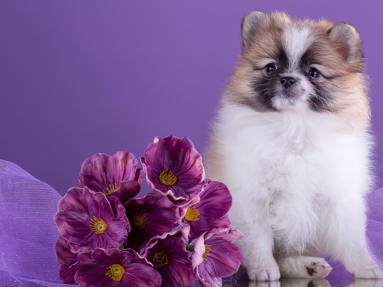 Обои цветы, милый, шпиц, flowers, cute, spitz разрешение 3000x2044 Загрузить