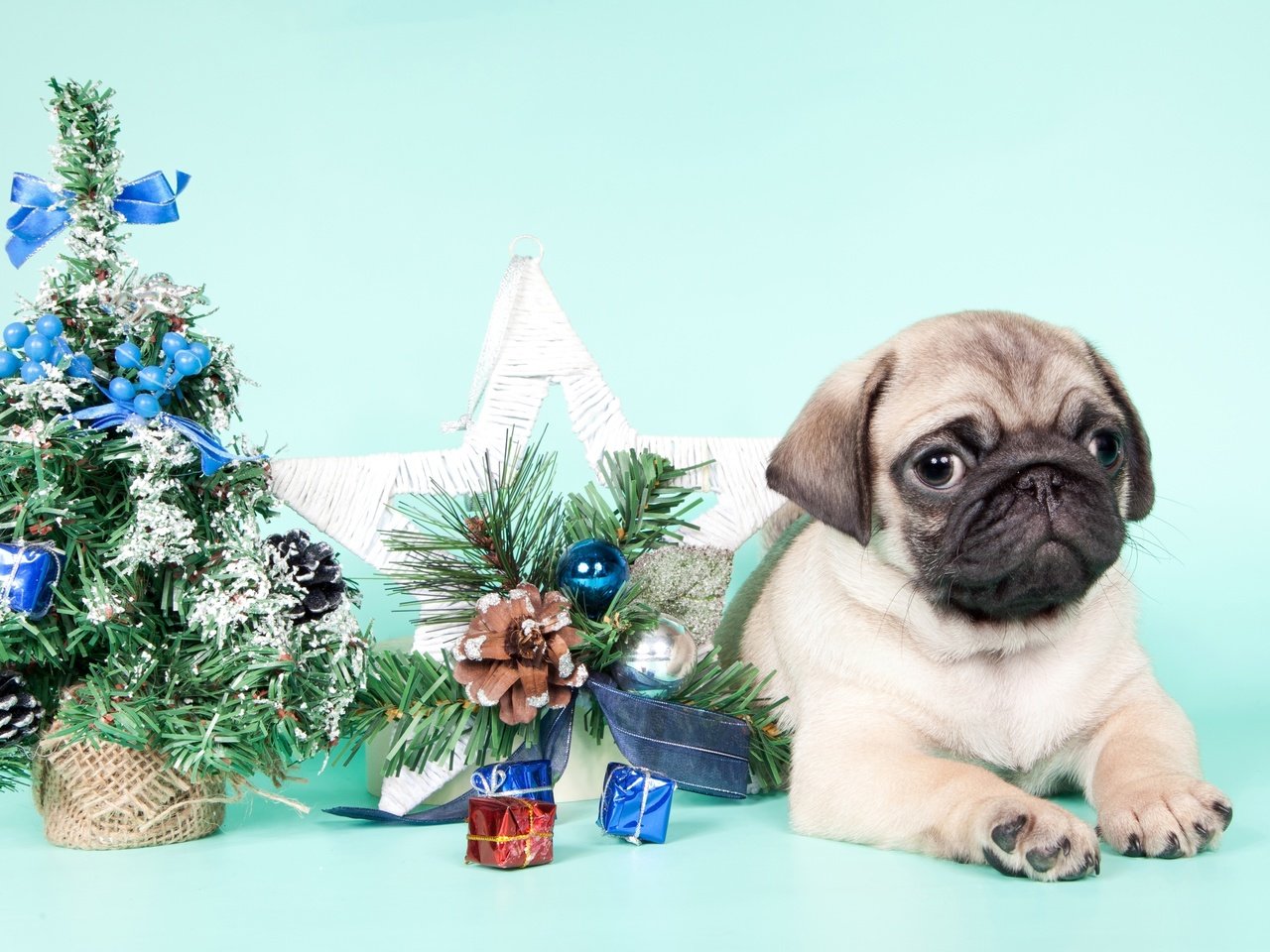 Обои новый год, елка, щенок, мопс, new year, tree, puppy, pug разрешение 3200x1938 Загрузить