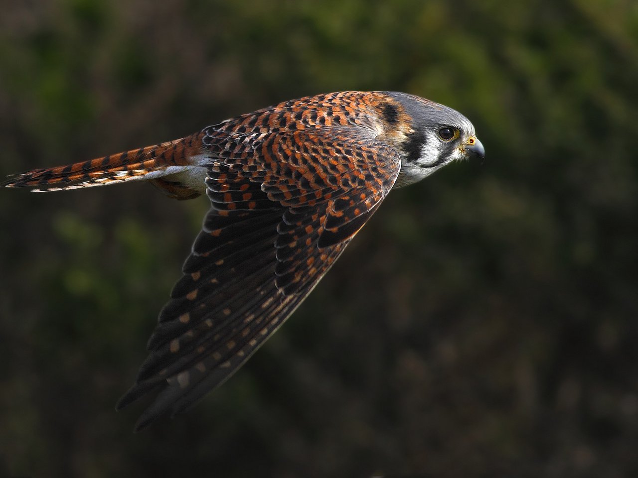 Обои полет, крылья, птица, взмах, пустельга, flight, wings, bird, stroke, kestrel разрешение 2048x1365 Загрузить