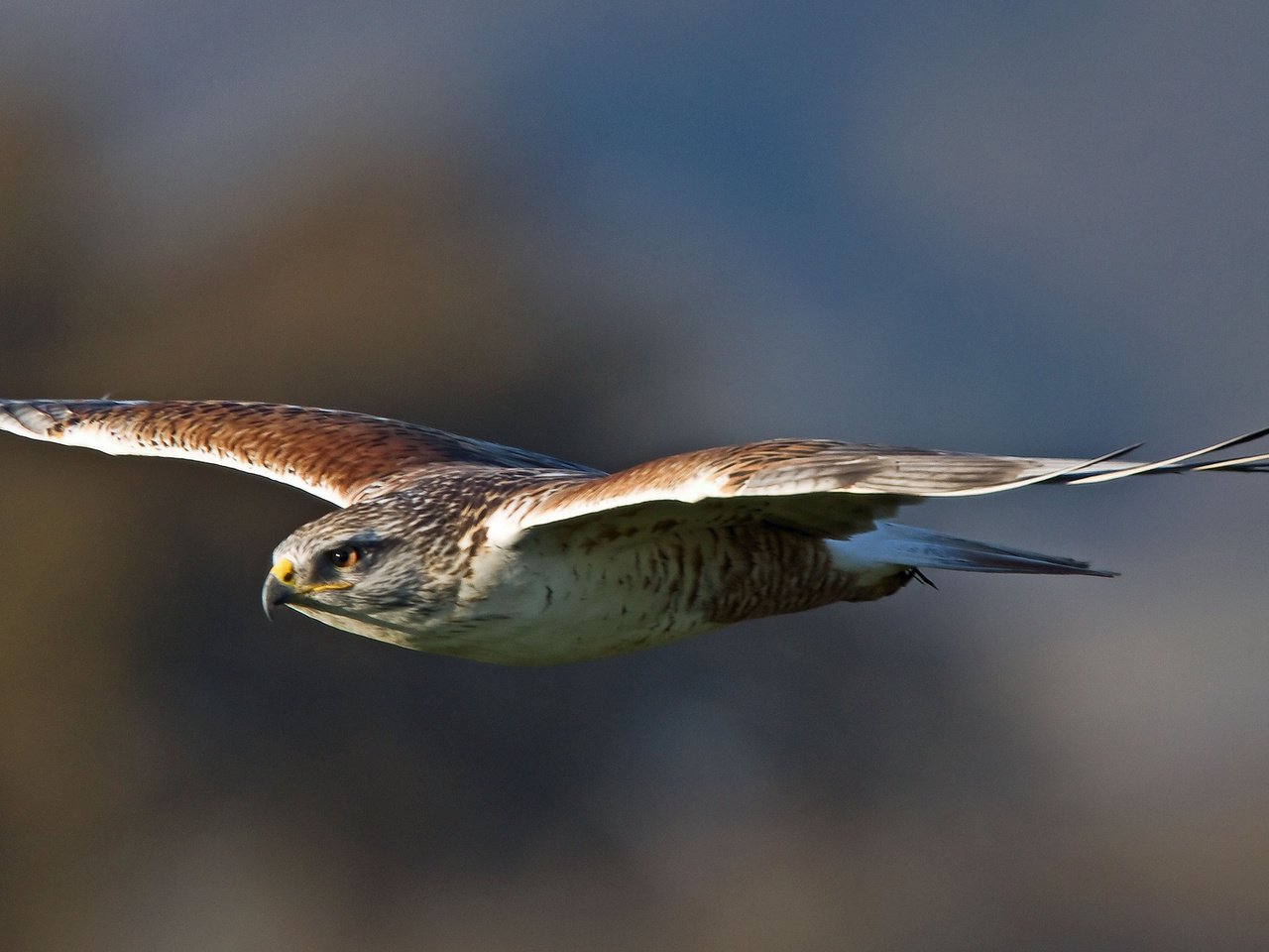 Обои полет, buteo regalis, royal hawk, крылья, хищник, птица, взмах, ястреб, королевский канюк, птаха, ferruginous hawk, flight, wings, predator, bird, stroke, hawk, royal buzzard разрешение 2048x1095 Загрузить