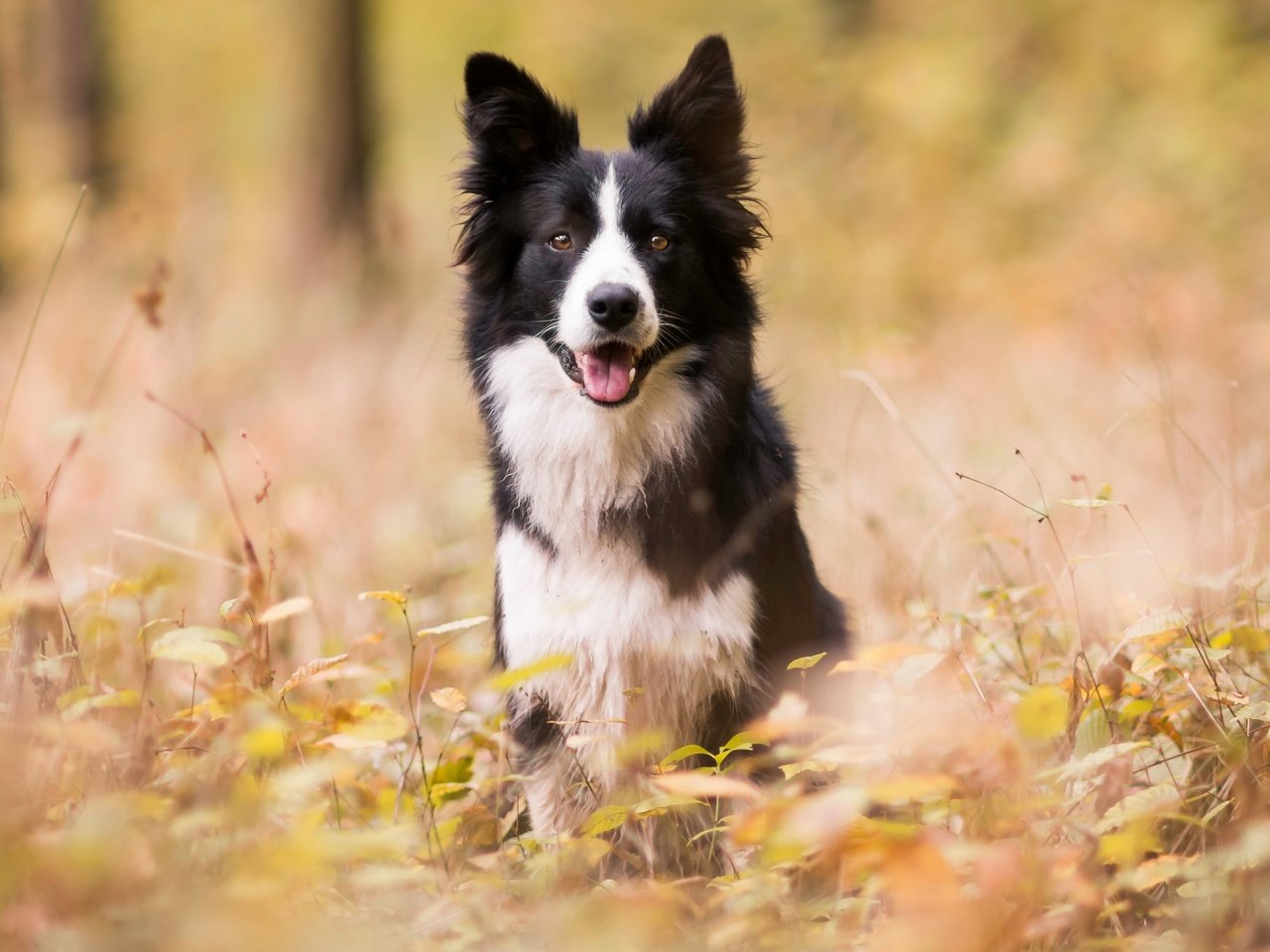 Обои лес, парк, осень, собаки, бордер-колли, forest, park, autumn, dogs, the border collie разрешение 2880x1620 Загрузить