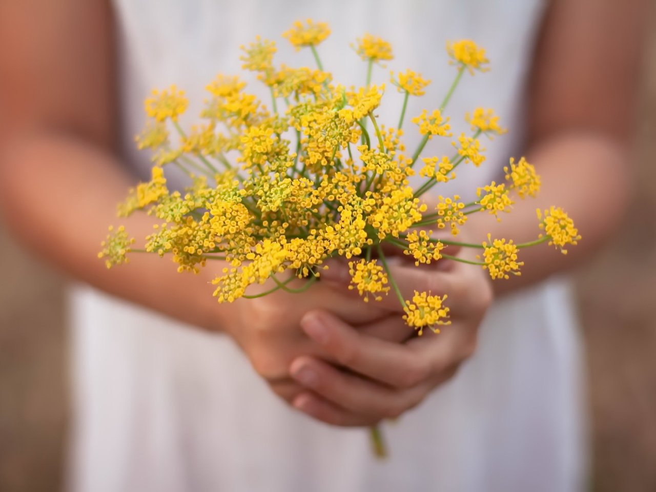 Обои цветы, лето, руки, flowers, summer, hands разрешение 1920x1280 Загрузить