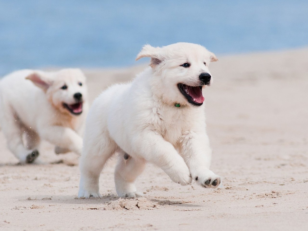 Обои песок, белый, щенок, песик, бег, sand, white, puppy, doggie, running разрешение 1920x1080 Загрузить