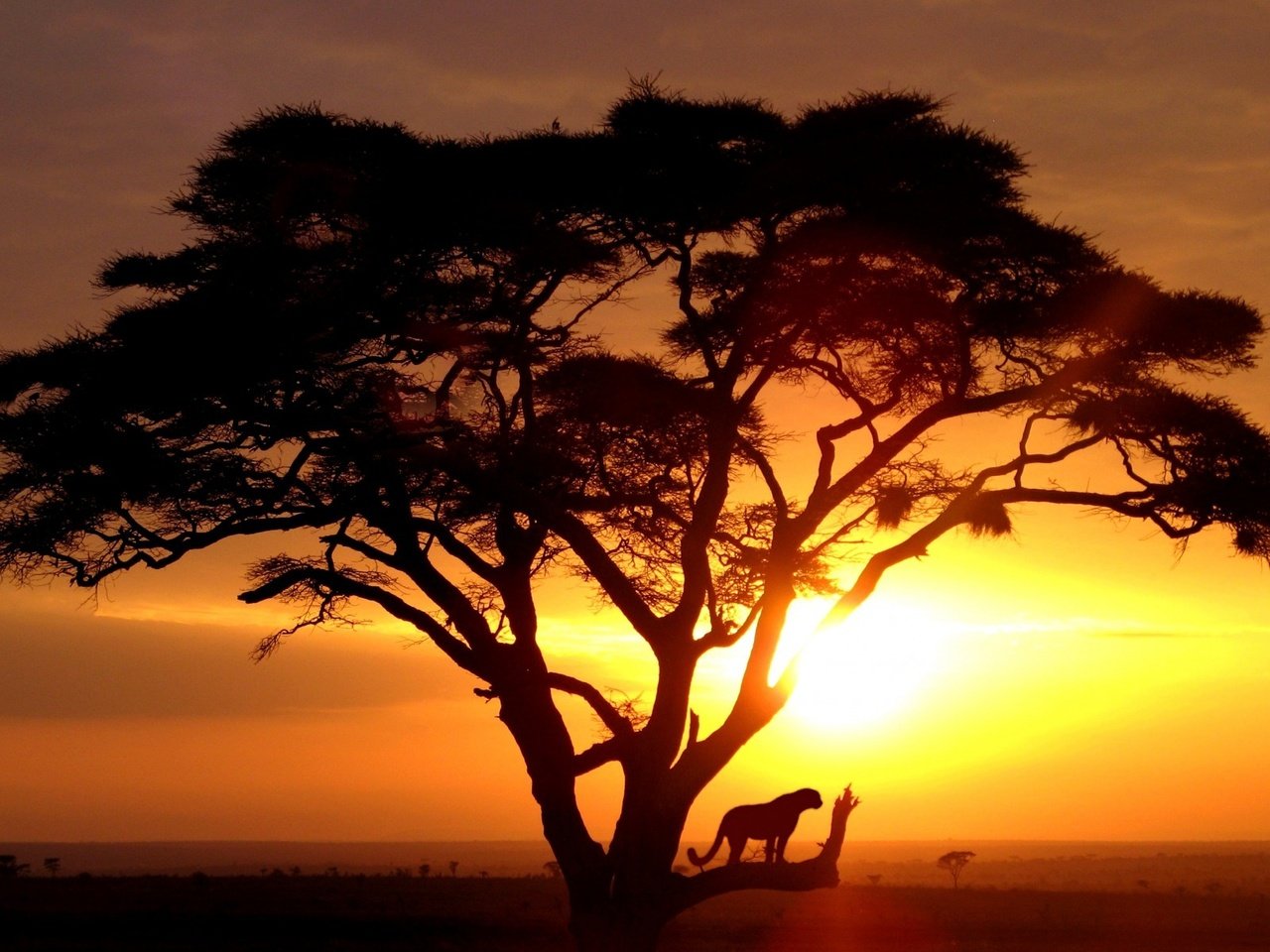 Обои дерево, восход солнца, саванна, дикая кошка, tree, sunrise, savannah, wild cat разрешение 1920x1200 Загрузить