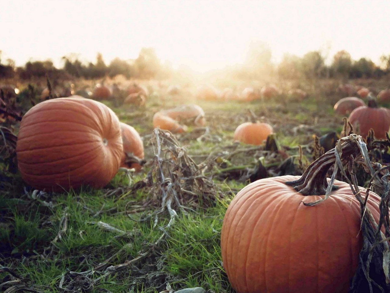 Обои закат, осень, урожай, овощи, тыква, осен, pumpkins, sunset, autumn, harvest, vegetables, pumpkin разрешение 1920x1200 Загрузить