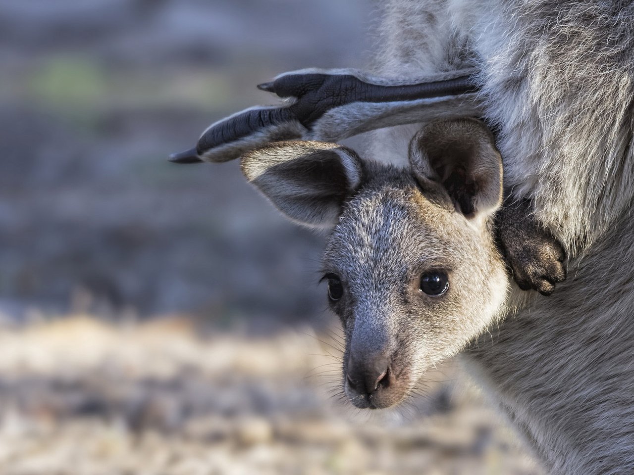 Обои мордашка, кенгуру, детеныш, сумка, кенгурёнок, face, kangaroo, cub, bag разрешение 1920x1280 Загрузить