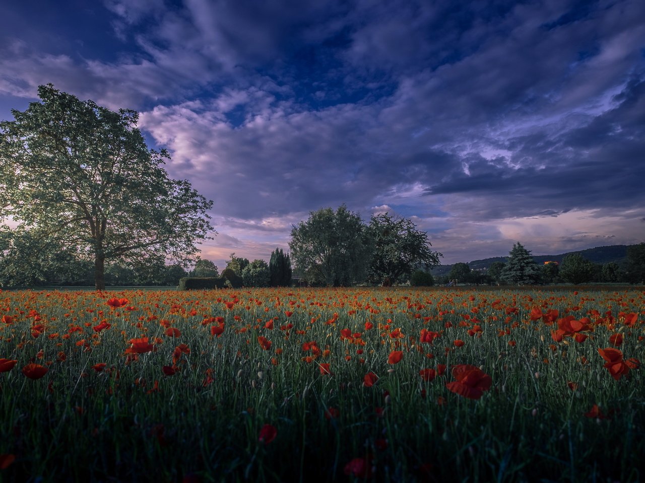 Обои вечер, поле, маки, the evening, field, maki разрешение 4825x2714 Загрузить