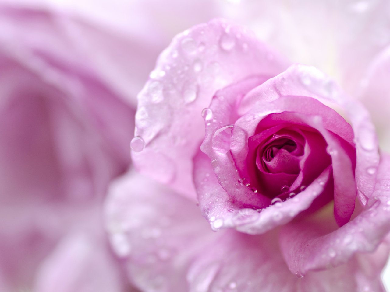 Обои макро, капли, роза, лепестки, бутон, боке, macro, drops, rose, petals, bud, bokeh разрешение 2048x1356 Загрузить