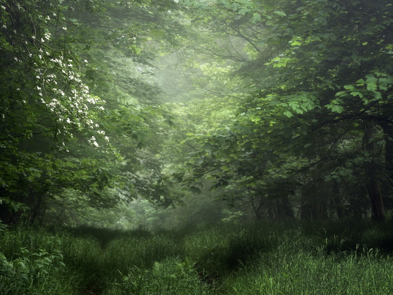 Обои зелень, лес, лето, greens, forest, summer разрешение 1920x1282 Загрузить