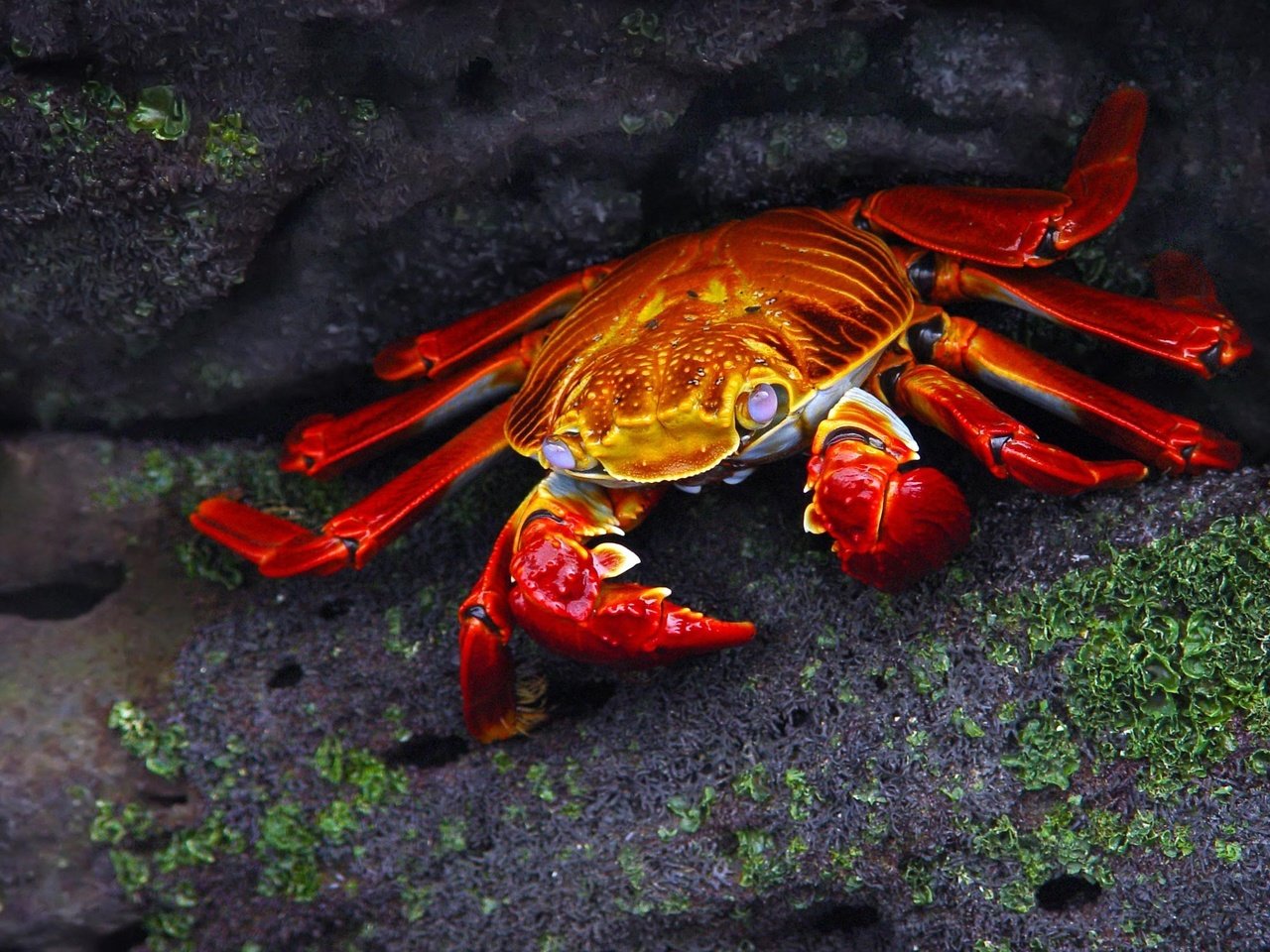 Обои камни, макро, темный фон, краб, клешни, stones, macro, the dark background, crab, claws разрешение 2000x1500 Загрузить