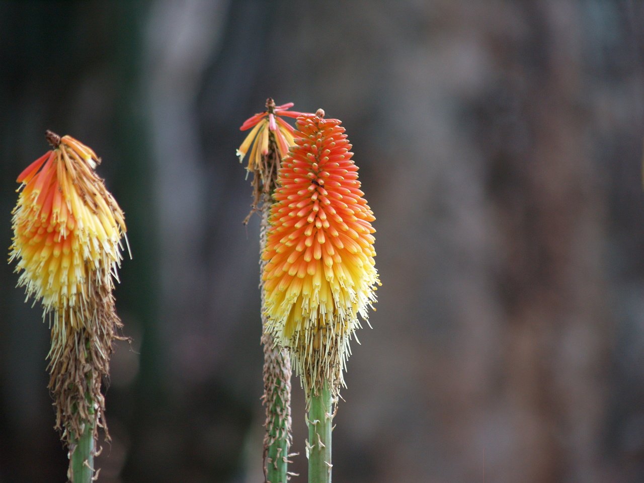 Обои цветок, африка, лилия, факель, книфофия, flower, africa, lily, fakel, kniphofia разрешение 3264x2448 Загрузить