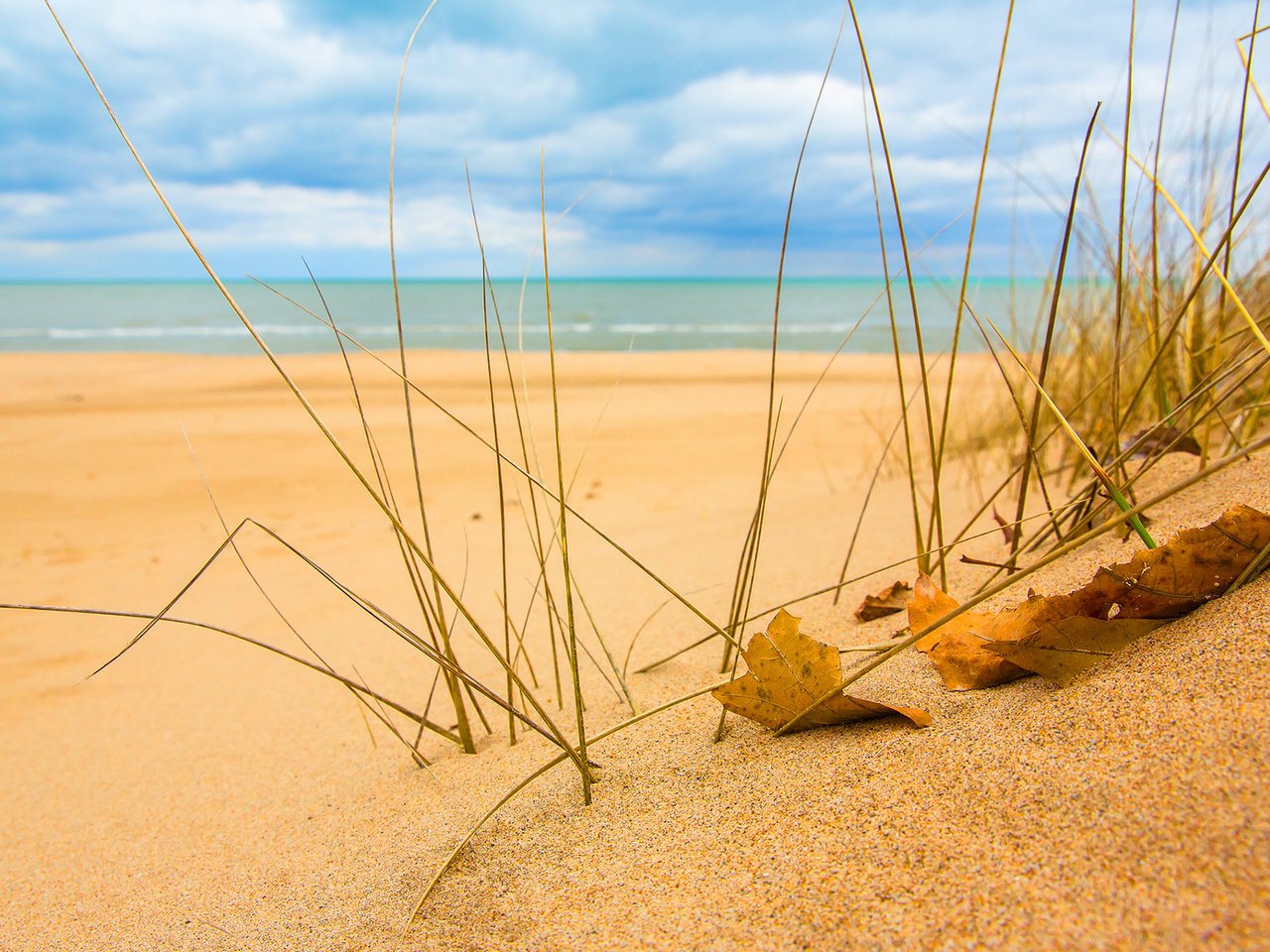 Обои трава, природа, макро, море, песок, пляж, лист, песка, sunshine, grass, nature, macro, sea, sand, beach, sheet разрешение 1920x1200 Загрузить