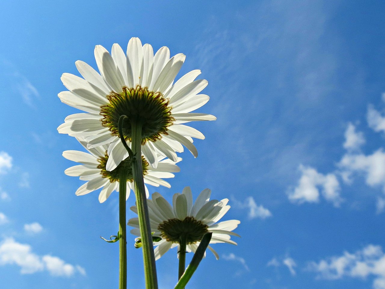 Обои небо, цветы, облака, лепестки, ромашки, белые, голубое, the sky, flowers, clouds, petals, chamomile, white, blue разрешение 1920x1200 Загрузить