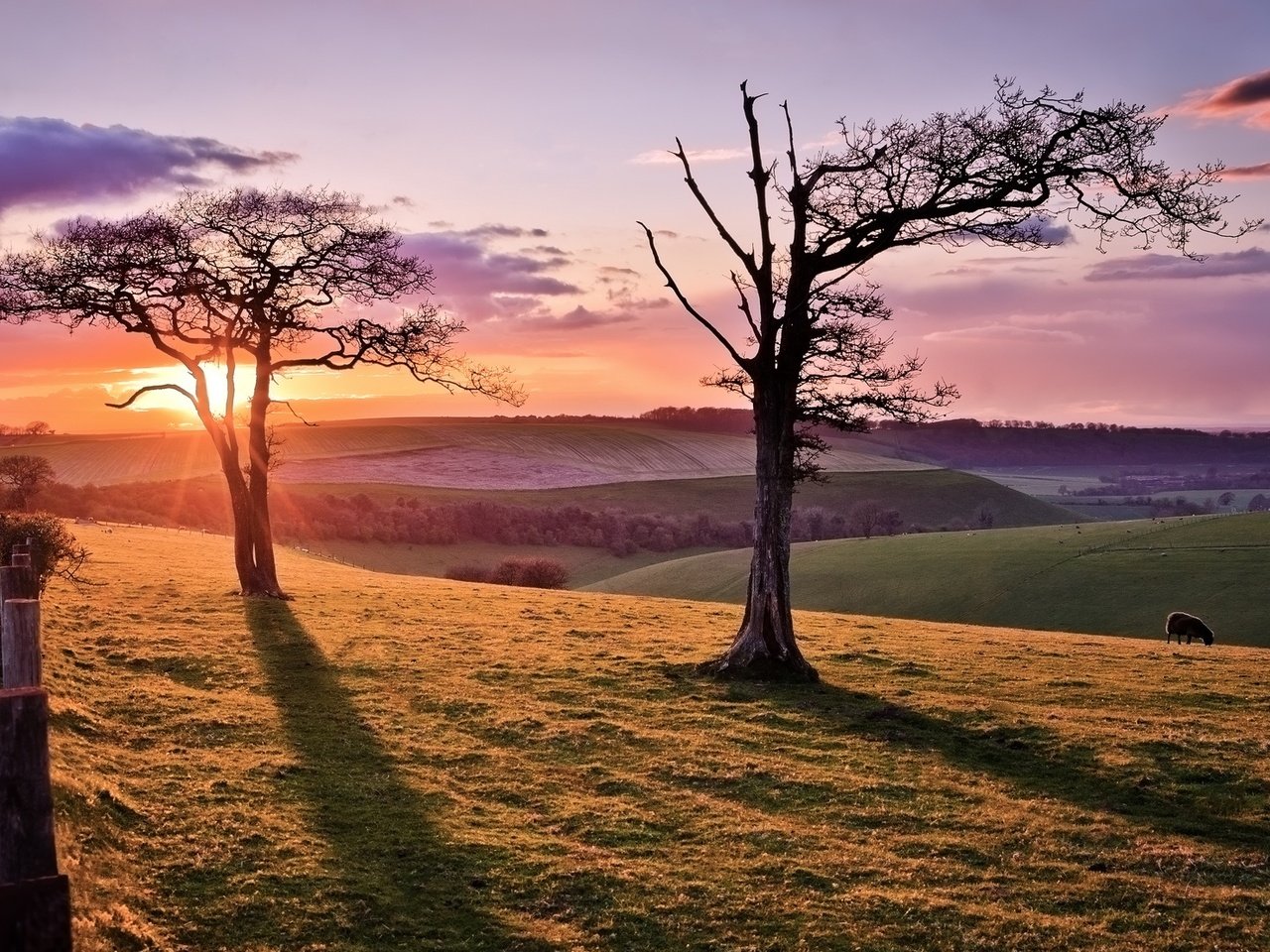 Обои дорога, дерево, закат, овца, road, tree, sunset, sheep разрешение 2048x1109 Загрузить