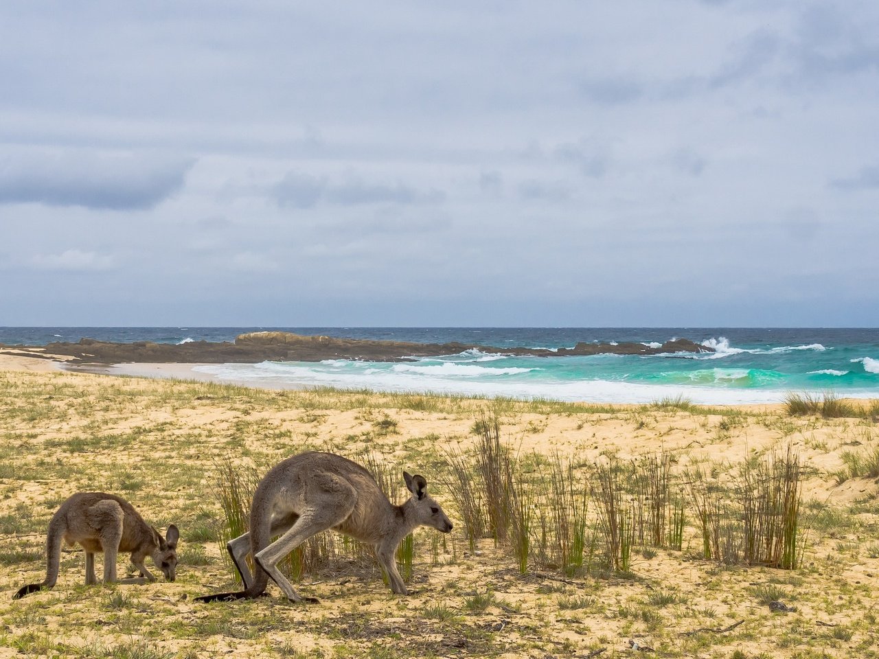 Обои берег, море, австралия, кенгуру, shore, sea, australia, kangaroo разрешение 2668x1440 Загрузить