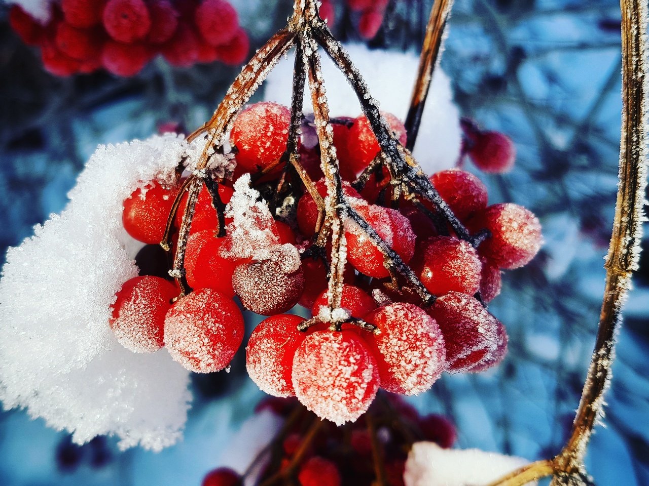 Обои ветка, снег, зима, макро, иней, холод, ягоды, калина, branch, snow, winter, macro, frost, cold, berries, kalina разрешение 3024x3024 Загрузить