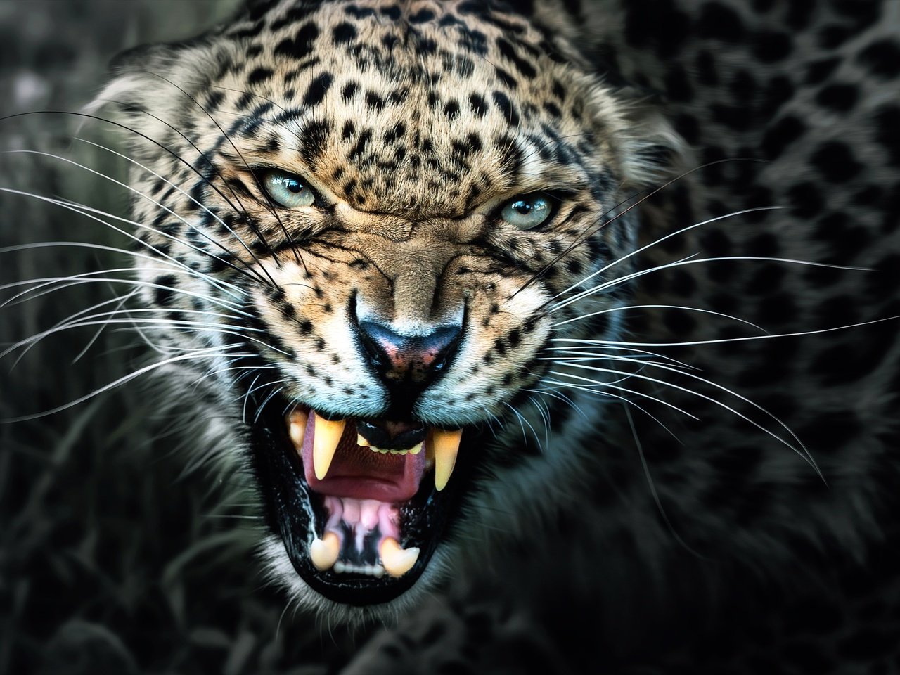 Обои леопард, клыки, хищник, оскал, leopard, fangs, predator, grin разрешение 2500x1671 Загрузить