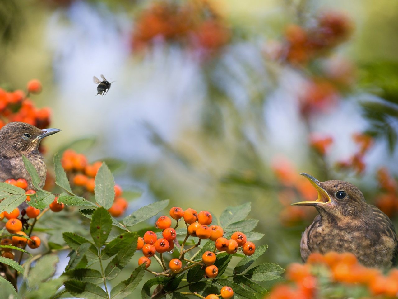 Обои природа, ветки, птицы, ягоды, пчела, рябина, nature, branches, birds, berries, bee, rowan разрешение 2048x1366 Загрузить