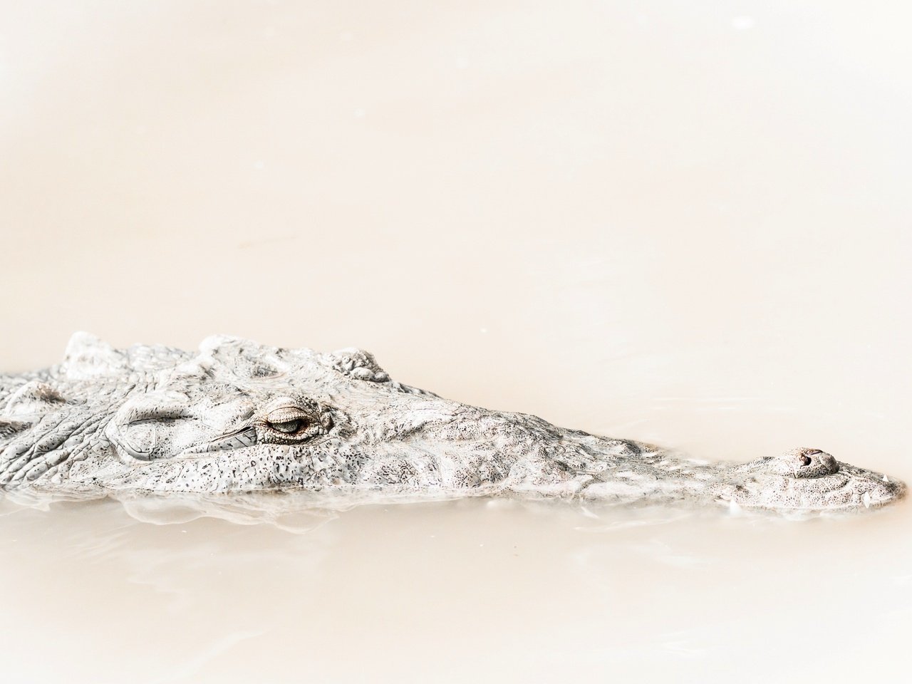 Обои вода, природа, фон, крокодил, water, nature, background, crocodile разрешение 2399x1519 Загрузить