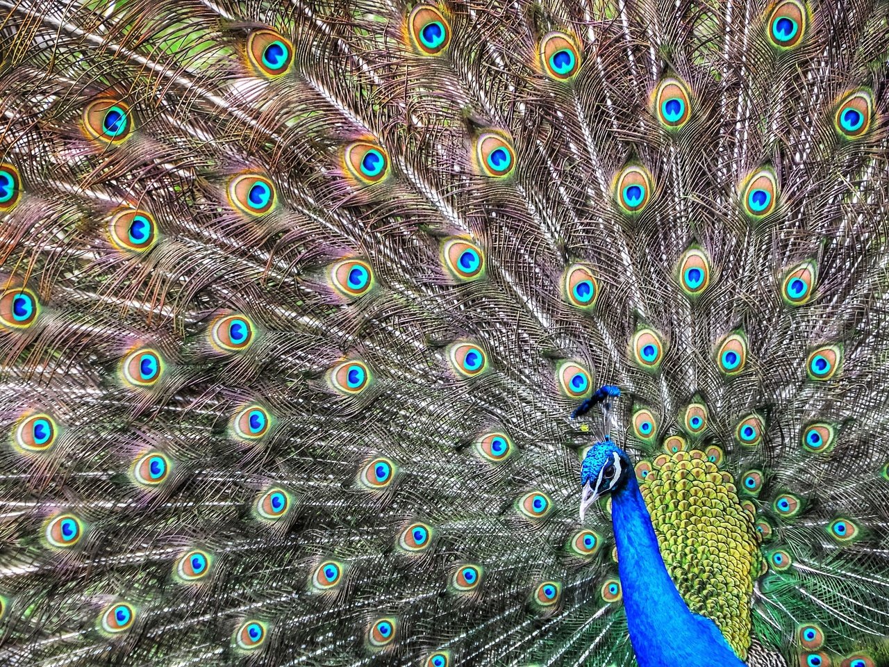 Обои птица, павлин, перья, хвост, bird, peacock, feathers, tail разрешение 3216x2136 Загрузить