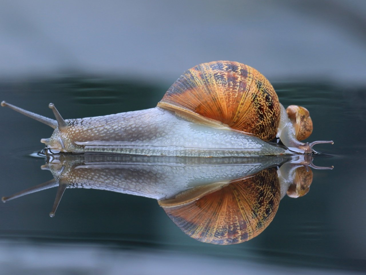 Обои макро, отражение, панцирь, улитка, рожки, macro, reflection, shell, snail, horns разрешение 3000x2000 Загрузить