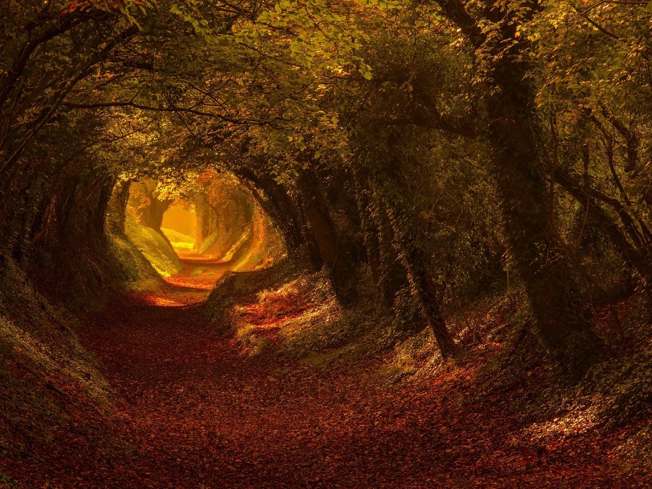 Обои свет, дорога, деревья, листья, осень, тропа, light, road, trees, leaves, autumn, trail разрешение 2048x1400 Загрузить
