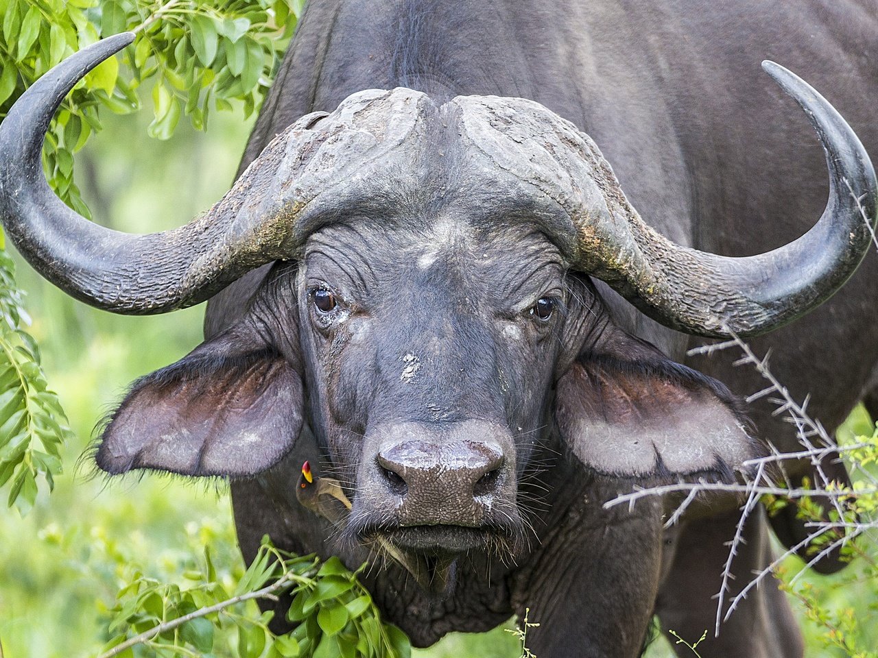 Обои глаза, морда, природа, взгляд, рога, буйвол, eyes, face, nature, look, horns, buffalo разрешение 2048x1463 Загрузить