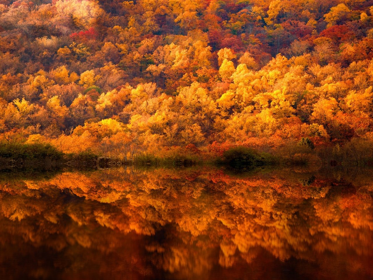 Обои деревья, вода, лес, отражения, краски, осень, trees, water, forest, reflection, paint, autumn разрешение 2048x1280 Загрузить
