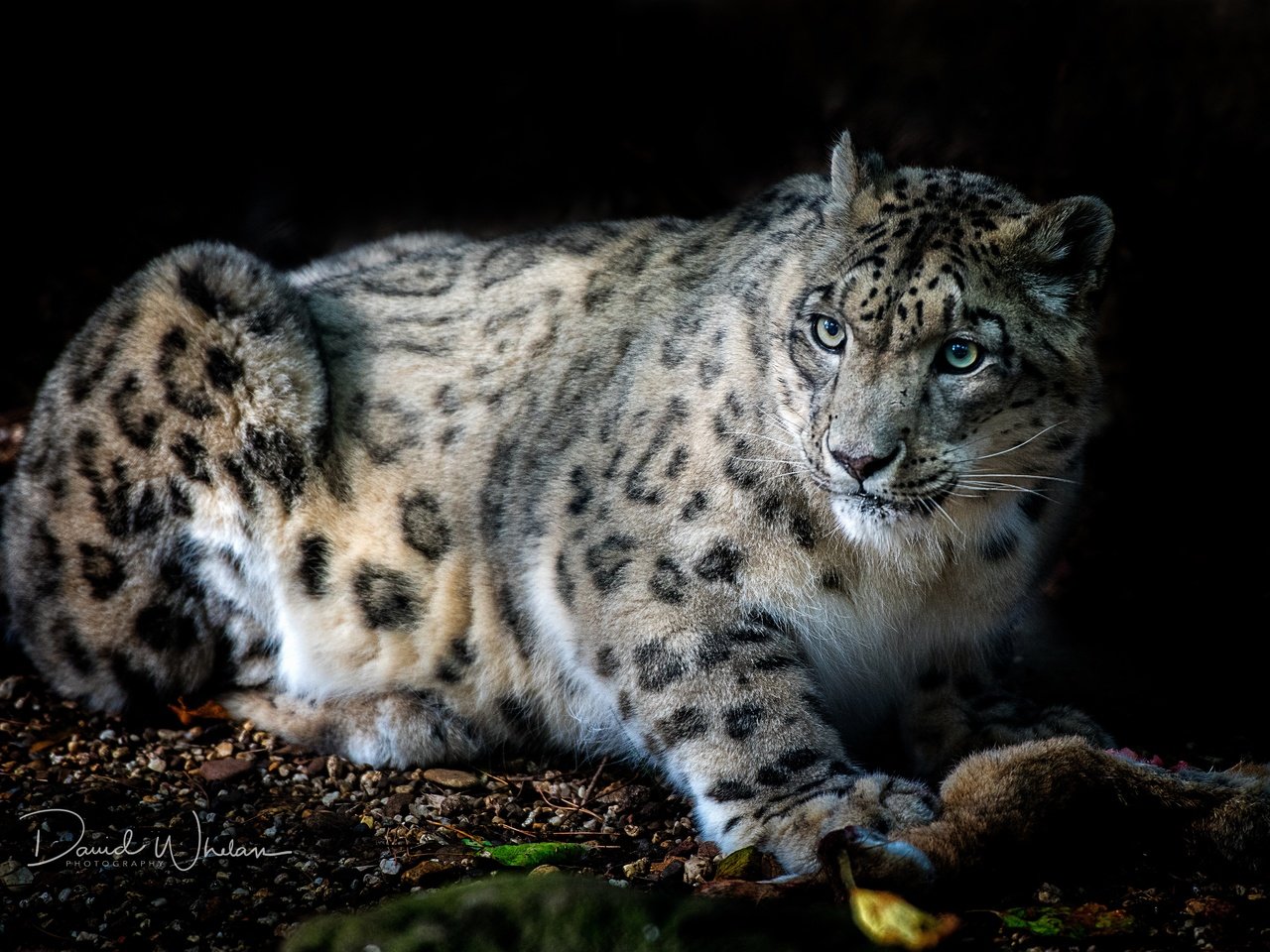 Обои кошка, взгляд, зверь, снежный барс, гепард, ирбис, cat, look, beast, snow leopard, cheetah, irbis разрешение 5061x3602 Загрузить