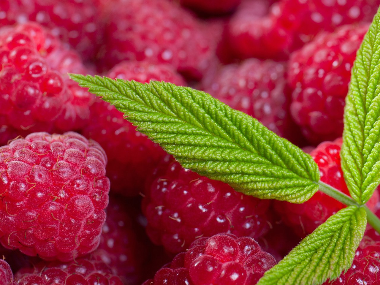 Обои листья, макро, малина, лето, ягоды, leaves, macro, raspberry, summer, berries разрешение 3000x1855 Загрузить