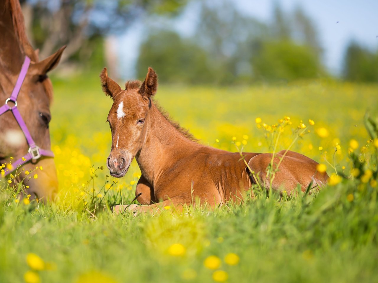 Обои цветы, лошадь, трава, луг, лошади, кони, боке, жеребенок, flowers, horse, grass, meadow, horses, bokeh, foal разрешение 4808x3205 Загрузить