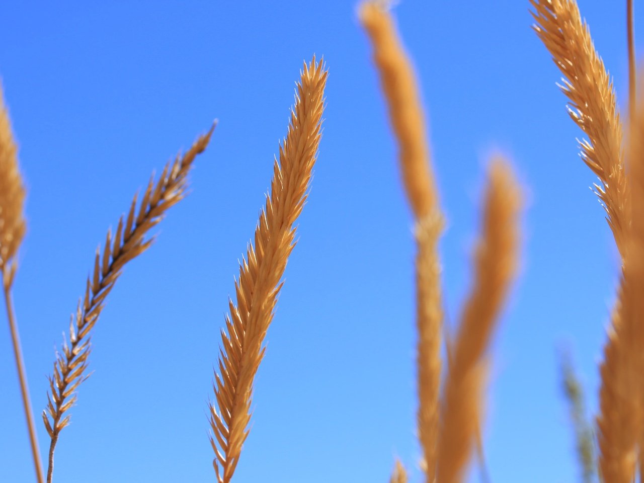 Обои небо, осень, колоски, растение, стебель, the sky, autumn, spikelets, plant, stem разрешение 2048x1365 Загрузить