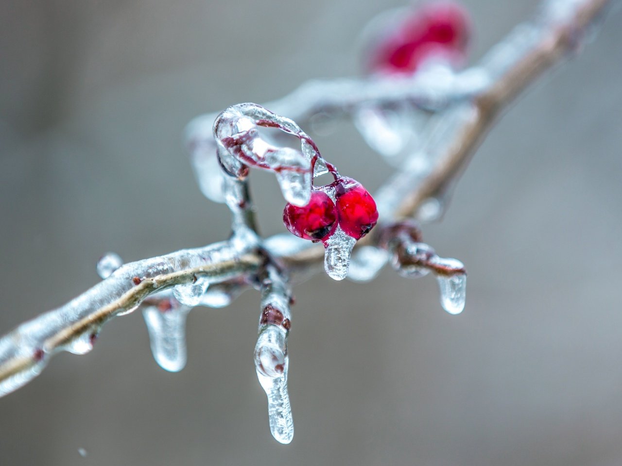 Обои ветка, природа, фон, лёд, ягоды, сосулька, рябина, ветки.ягоды, branch, nature, background, ice, berries, icicle, rowan, branch.berries разрешение 2560x1600 Загрузить