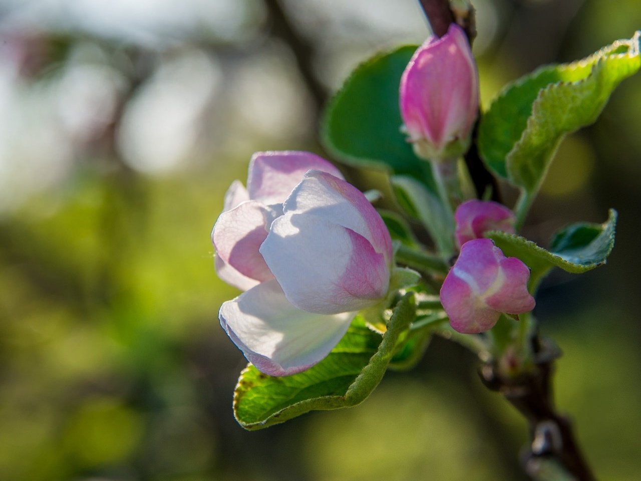 Обои дерево, цветение, макро, весна, яблоня, tree, flowering, macro, spring, apple разрешение 2048x1280 Загрузить