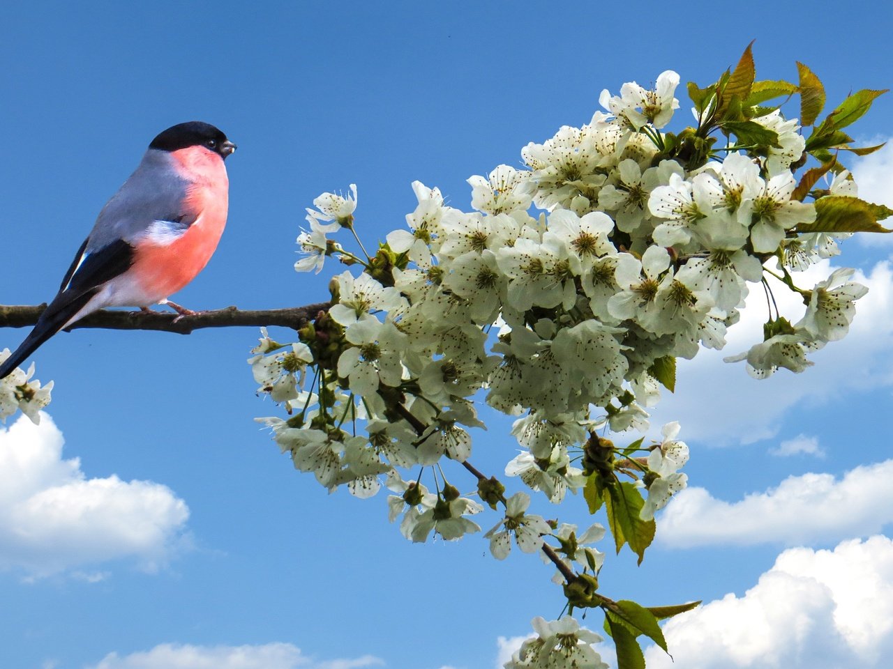 Обои небо, ветка, цвет, птица, весна, яблоня, снегирь, the sky, branch, color, bird, spring, apple, bullfinch разрешение 3373x2405 Загрузить