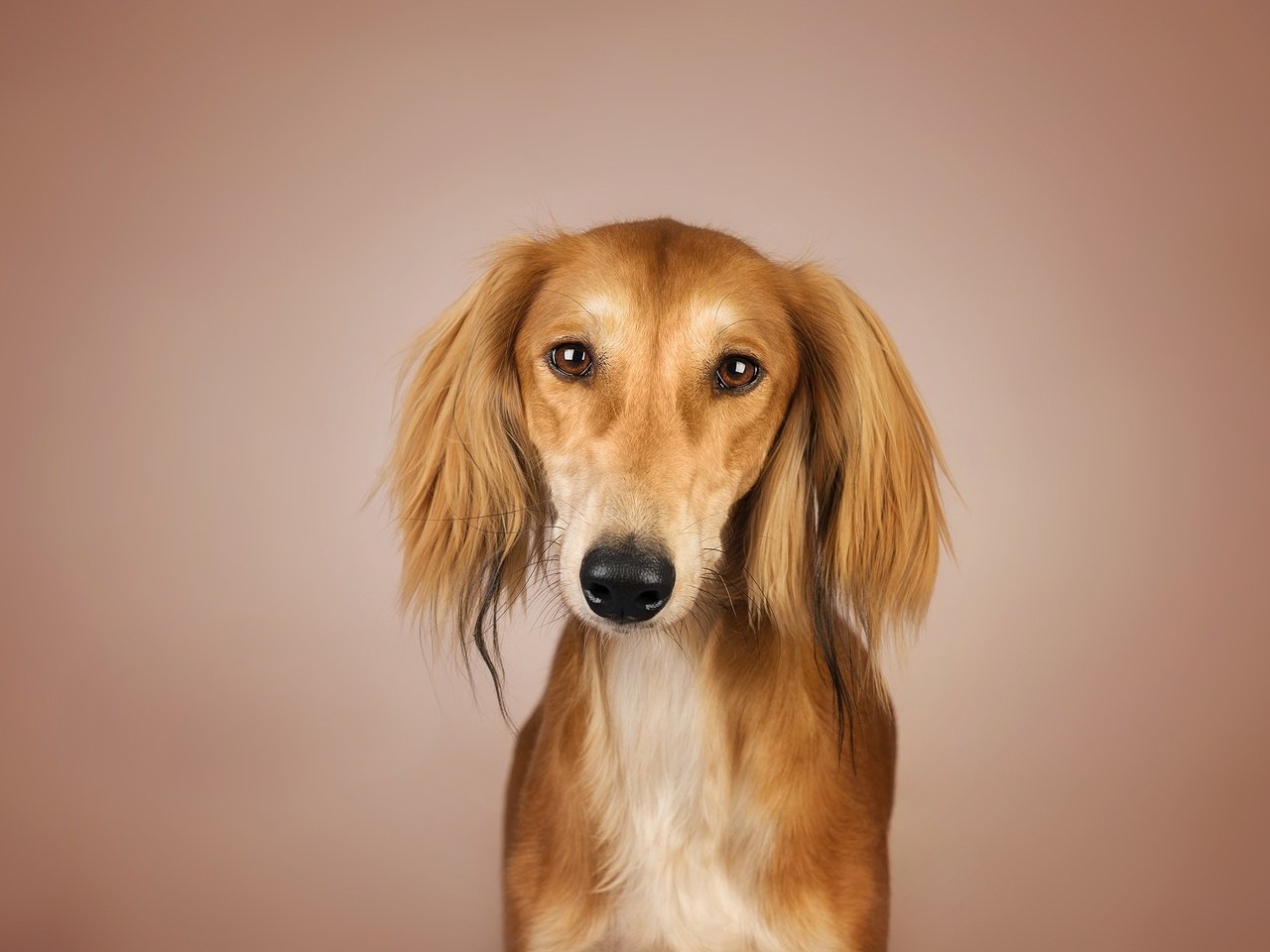 Обои глаза, фон, взгляд, собака, рыжая, kenny, салюки, eyes, background, look, dog, red, saluki разрешение 2048x1367 Загрузить