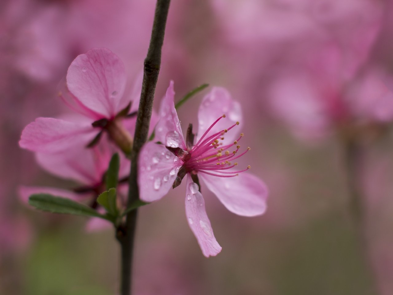 Обои цветы, ветка, природа, цветение, роса, капли, весна, flowers, branch, nature, flowering, rosa, drops, spring разрешение 2839x1920 Загрузить