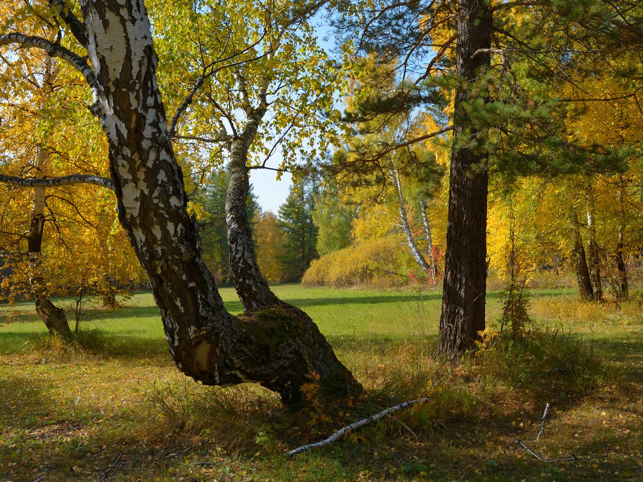 Обои деревья, природа, лес, осень, россия, урал, trees, nature, forest, autumn, russia, ural разрешение 3840x2400 Загрузить