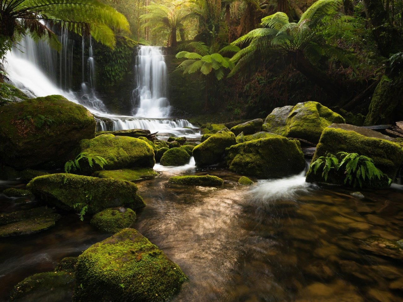 Обои река, природа, камни, лес, водопад, джунгли, тасмания, river, nature, stones, forest, waterfall, jungle, tasmania разрешение 1920x1200 Загрузить