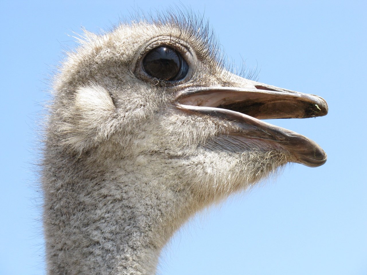 Обои профиль, птица, клюв, крупным планом, страус, profile, bird, beak, closeup, ostrich разрешение 3264x2448 Загрузить